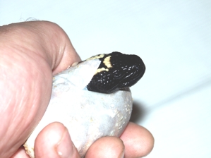 Helo3-2007-egg