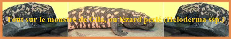 Tout sur le monstre de Gila, ou lézard perlé (Heloderma ssp.)