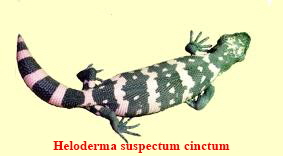 suspectum-cinctsmall0302 suspectum-cinctsmall0302