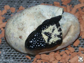 Heloderma suspectum