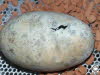 Heloderma suspectum