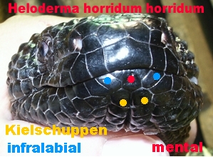 horrihorri-mental-point